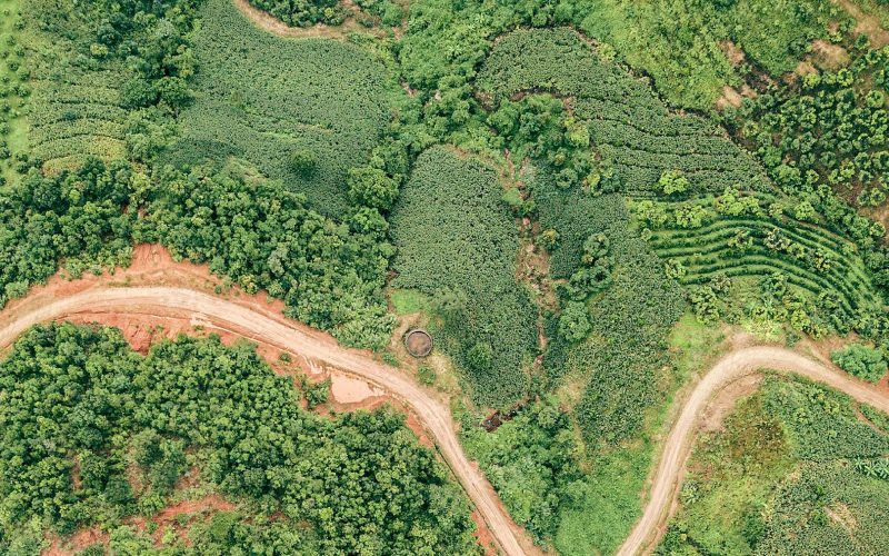 A rainforest from above